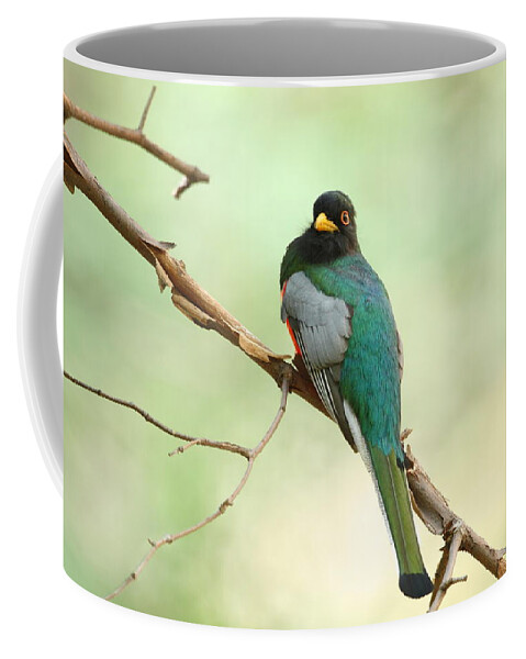Birds Coffee Mug featuring the photograph Elegant Trogon At Chiricahuas' South Fork by Steve Wolfe