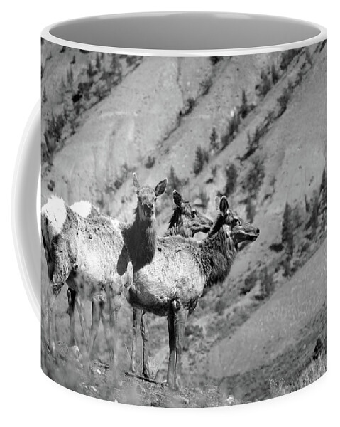 Elk Coffee Mug featuring the photograph Elk 19 by JustJeffAz Photography