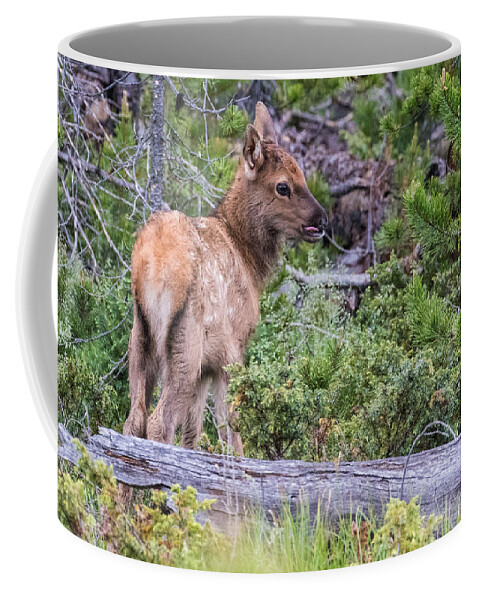 Elk Coffee Mug featuring the photograph Elk Calf #4 by Mindy Musick King