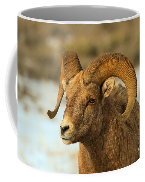 Bighorn Coffee Mug featuring the photograph Elk Refuge Bighorn Ram by Adam Jewell
