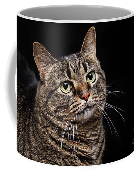 Fine Art Cat Coffee Mug featuring the photograph Emmy The Cat Ponder by Andee Design