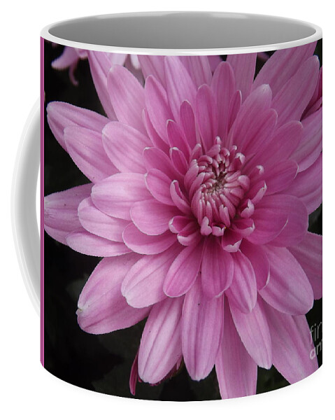 Chrysanthemum Coffee Mug featuring the photograph Enchanting Pink by Lingfai Leung