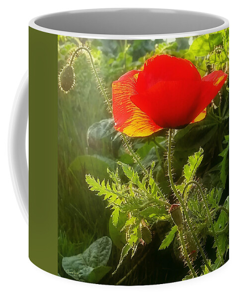 Poppy Coffee Mug featuring the photograph Red Poppy at Sunset by Amanda Smith
