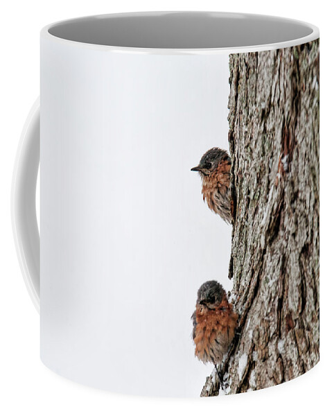 Birds Coffee Mug featuring the photograph End of Winter by David Arment