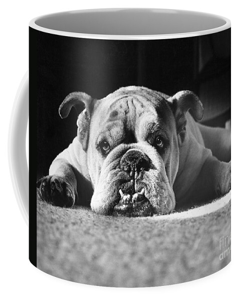 Animal Coffee Mug featuring the photograph English Bulldog by M E Browning and Photo Researchers