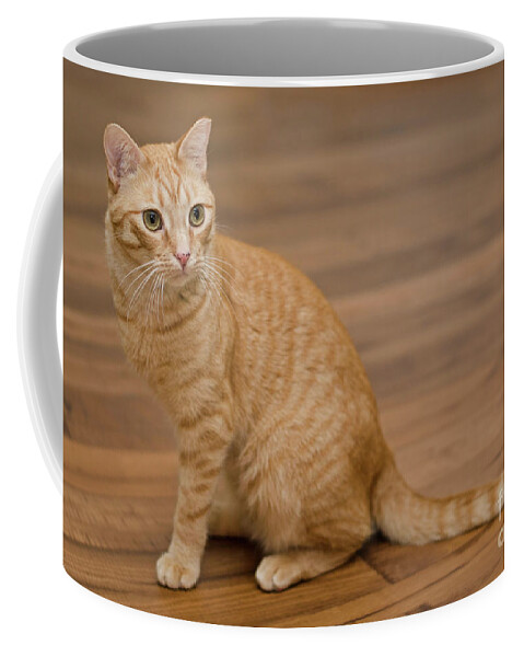 Red Tabby Cat Coffee Mug featuring the photograph Enrique 1 by Irina ArchAngelSkaya