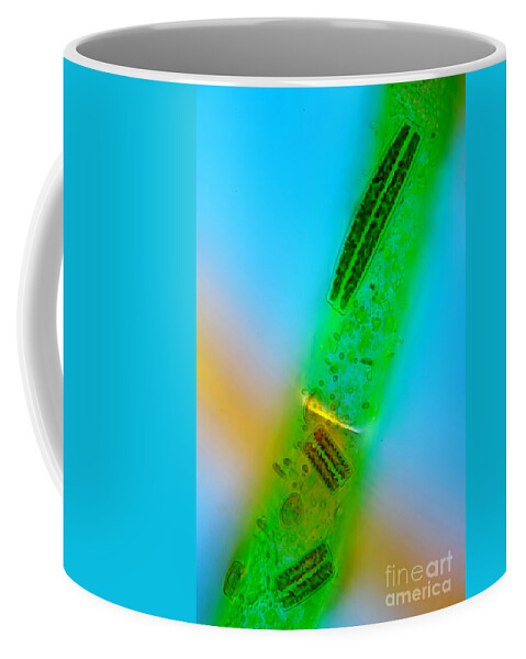 Epithemia Coffee Mug featuring the photograph Epithema, Polarized Lm by Marek Mis