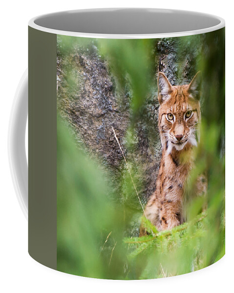 Eurasian Lynx Coffee Mug featuring the photograph Eurasian lynx by Torbjorn Swenelius