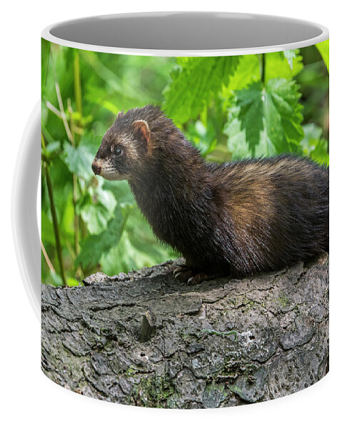 European Polecat Coffee Mug featuring the photograph European polecat by Arterra Picture Library