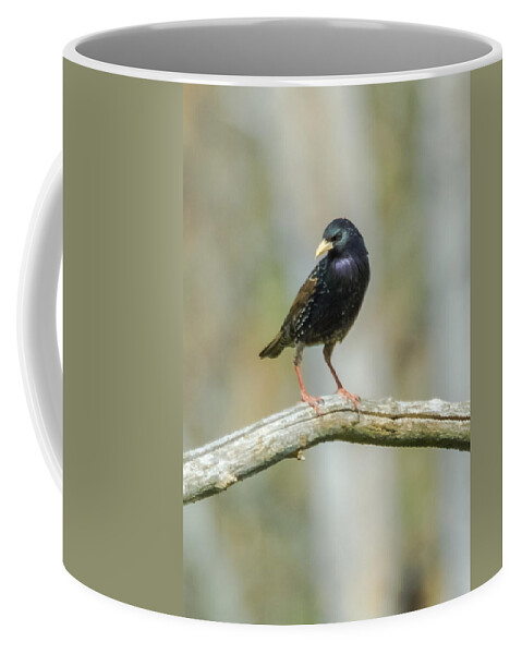 European Starling Coffee Mug featuring the photograph European Starling by Holden The Moment