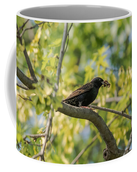 Bird Coffee Mug featuring the photograph European Starling With Lunch by Holden The Moment