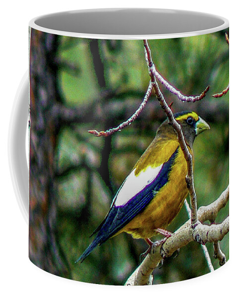 Colorado Coffee Mug featuring the photograph Evening Grosbeak on aspen by Marilyn Burton