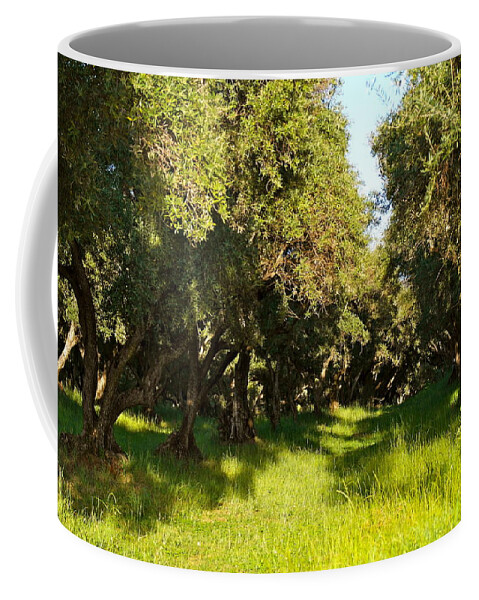 Olive Tree Coffee Mug featuring the photograph Evening Olive Orchard by Michele Myers