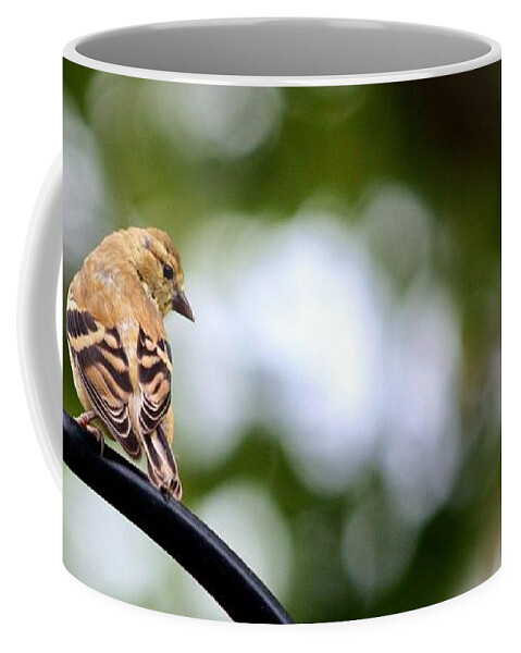 Finch Coffee Mug featuring the photograph Excuse My Backside by Diane Lindon Coy