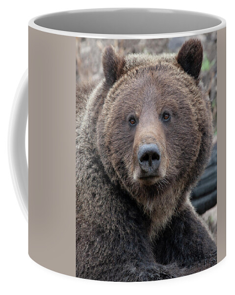 Grizzly Coffee Mug featuring the photograph Face of the Grizzly by Mark Miller