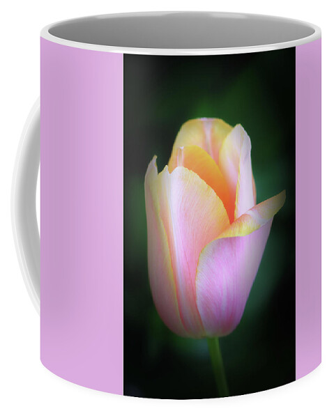 Tulips Coffee Mug featuring the photograph Fairy Tale Tulip by Michael Hubley
