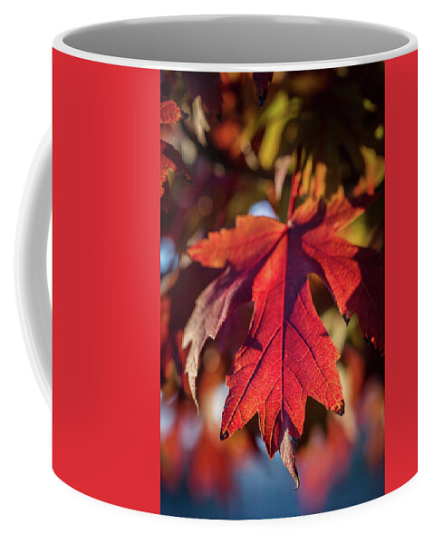 Scenic Coffee Mug featuring the photograph Fall Color 5528 13 by M K Miller