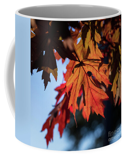 Scenic Coffee Mug featuring the photograph Fall Color 5528 21 by M K Miller