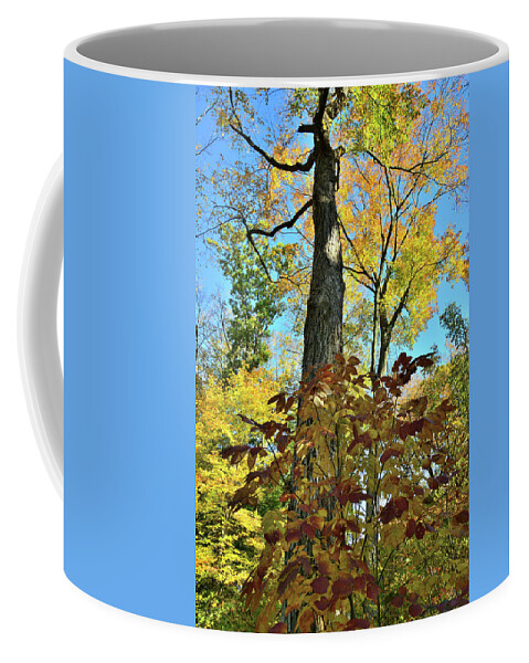 Lake County Coffee Mug featuring the photograph Fall Color Canopy in Ryerson Woods by Ray Mathis