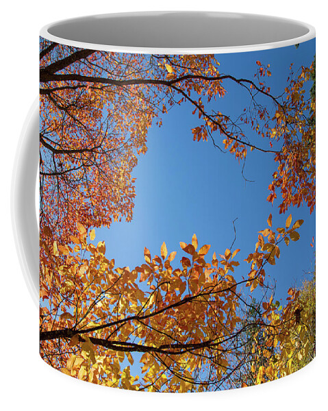 Hoyt Arboretum Portland Coffee Mug featuring the photograph Fall colors in Hoyt Arboretum by Kunal Mehra