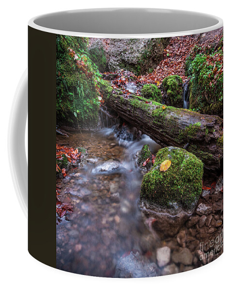 1x1 Coffee Mug featuring the photograph Fall In The Woods by Hannes Cmarits