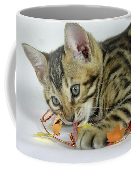 Bengal Coffee Mug featuring the photograph Fall Kitten by Shoal Hollingsworth