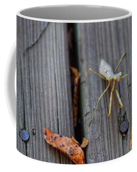 Praying Mantis Coffee Mug featuring the photograph Fall Mantis by Joseph Caban