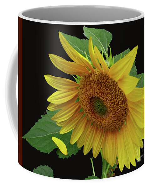 Sunflower Coffee Mug featuring the photograph Fallen by Douglas Stucky