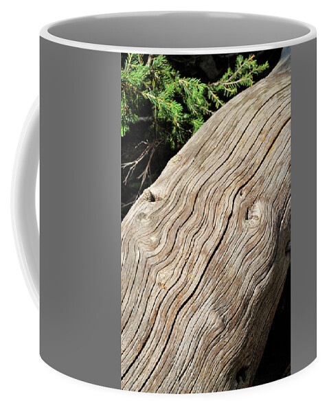 Forest Coffee Mug featuring the photograph Fallen Fir by Ron Cline