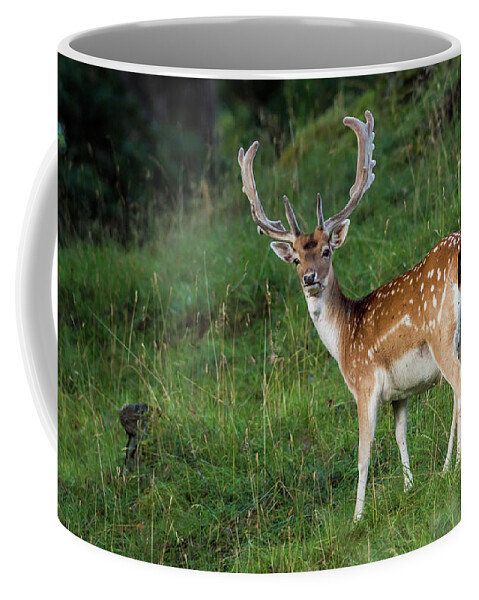 Fallow Deer Buck Coffee Mug featuring the photograph Fallow Deer Buck by Torbjorn Swenelius