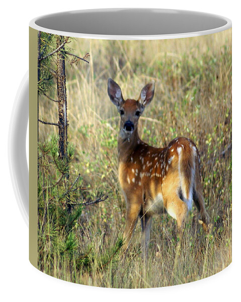 Deer Coffee Mug featuring the photograph Fawn by Marty Koch