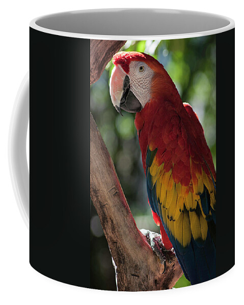 Photography Coffee Mug featuring the photograph Feathered Rainbow by Kathleen Messmer