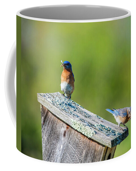 Bluebird Coffee Mug featuring the photograph Feeding The Kids by Cathy Kovarik