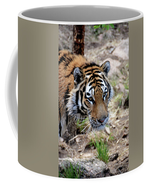 Tiger Coffee Mug featuring the photograph Feline Focus by Angelina Tamez