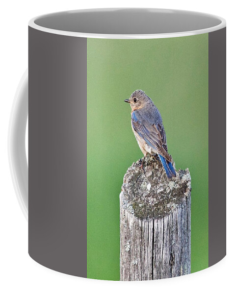 Female Coffee Mug featuring the photograph Female Blue Bird by Michael Peychich