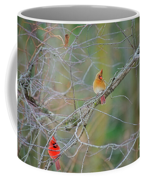 Cardinals Coffee Mug featuring the photograph Female Cardinal and Friends by David Arment