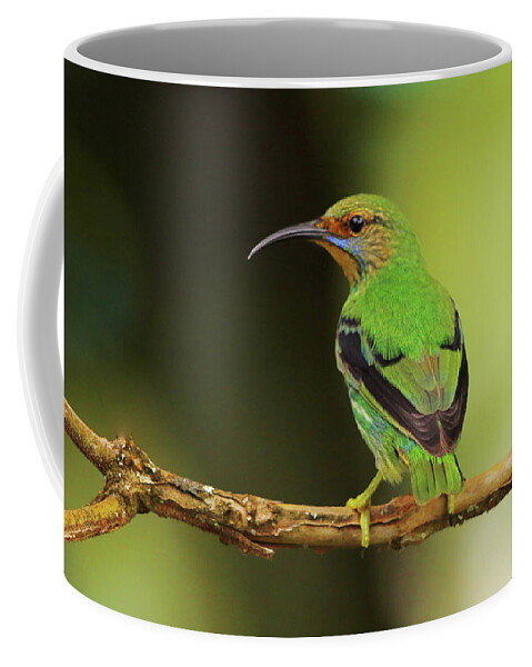 Asa Wright Nature Centre Coffee Mug featuring the photograph Female Green Honeycreeper at Trinidad's Asa Wright by Steve Wolfe