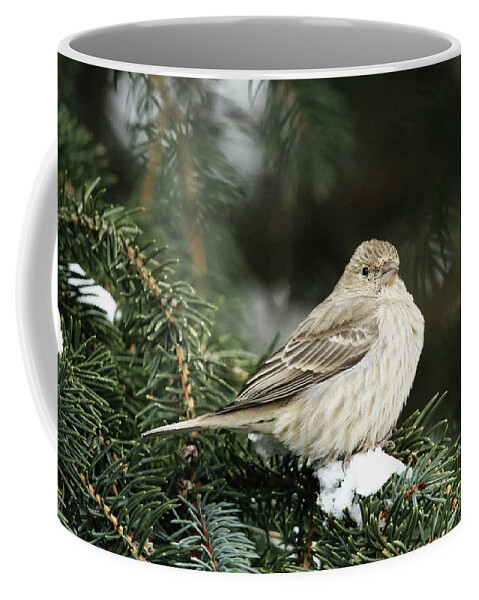 Female House Finch On Snow Coffee Mug featuring the photograph Female House Finch on Snow by Alyce Taylor