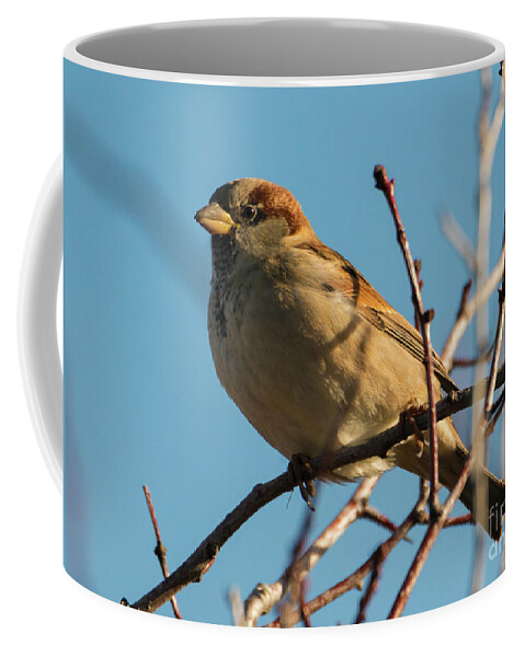 House Sparrow Coffee Mug featuring the photograph Female House Sparrow by Michael Dawson