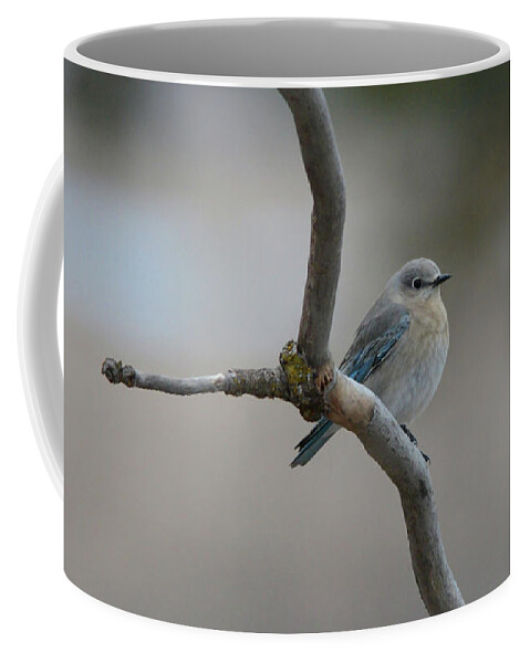 Mountain Bluebird Coffee Mug featuring the photograph Female Mountain Bluebird by Whispering Peaks Photography
