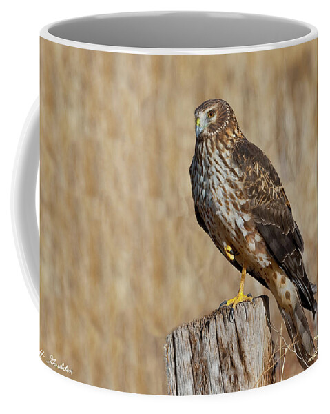 Adult Coffee Mug featuring the photograph Female Northern Harrier Standing on One Leg by Jeff Goulden