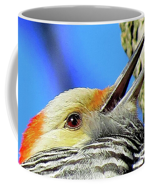 Woodpeckers Coffee Mug featuring the photograph Female Red-bellied Woodpecker Close Up by Linda Stern