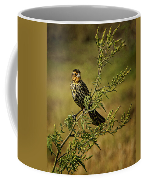 Blackbird Coffee Mug featuring the photograph Female Red-Winged Blackbird On Alert by Mitch Spence
