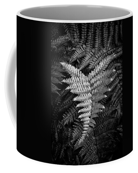 Fern Coffee Mug featuring the photograph Fern In Black and White by Greg and Chrystal Mimbs