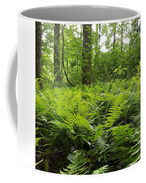 Ferns Coffee Mug featuring the photograph Fern Woods by Vic Ritchey