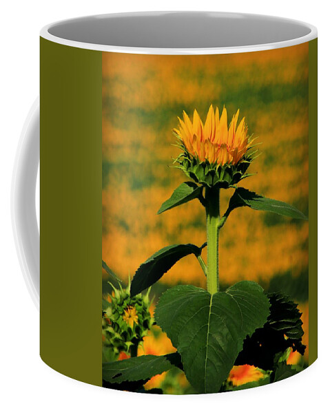 Grinter Coffee Mug featuring the photograph Field of Gold by Chris Berry