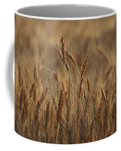 Agriculture Coffee Mug featuring the photograph Field of Gold by David Andersen