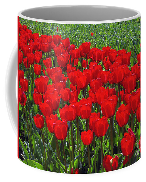 Red Tulips Coffee Mug featuring the photograph Field of Red Tulips by Sharon Talson