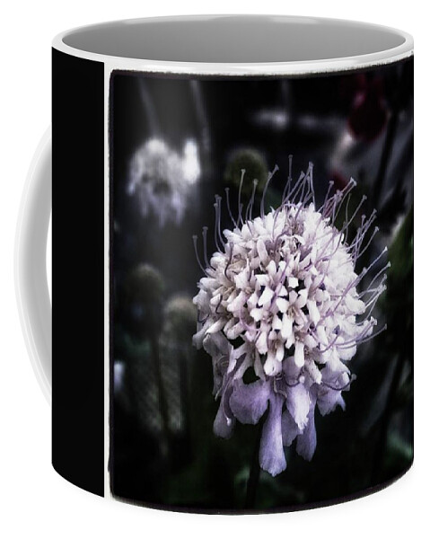 Thecastro Coffee Mug featuring the photograph Field Scabious. A Member Of The by Mr Photojimsf