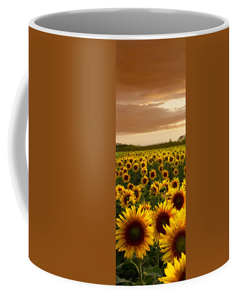 American Coffee Mug featuring the photograph Fields of Gold Triptek Left Side by Debra and Dave Vanderlaan